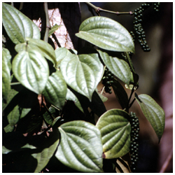 Plant Image